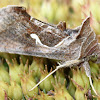 celery looper moth
