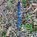 Bluejay Feather