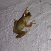 cuban tree frog