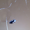 4 spotted sap beetle
