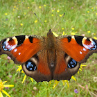 Peacock Butterfly