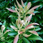 Pink and green plant