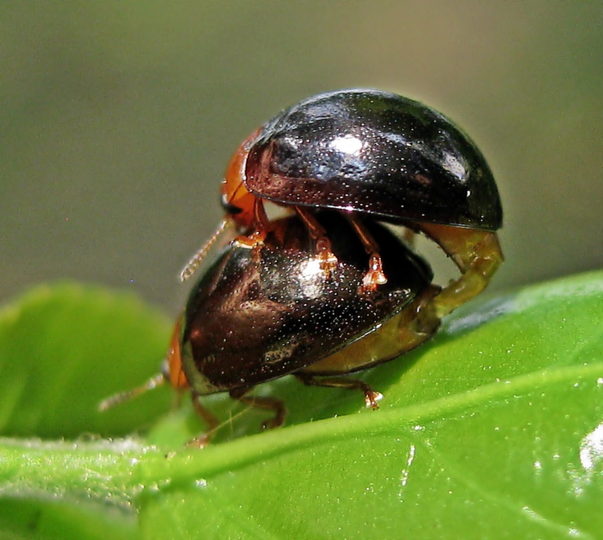 Lady bug mating