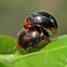 Lady bug mating