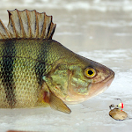 Зимняя рыбалка Apk