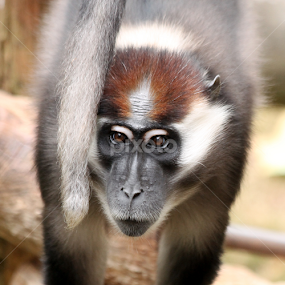 Cherry-Crowned Mangabey by Owen Taylor - Animals Other Mammals