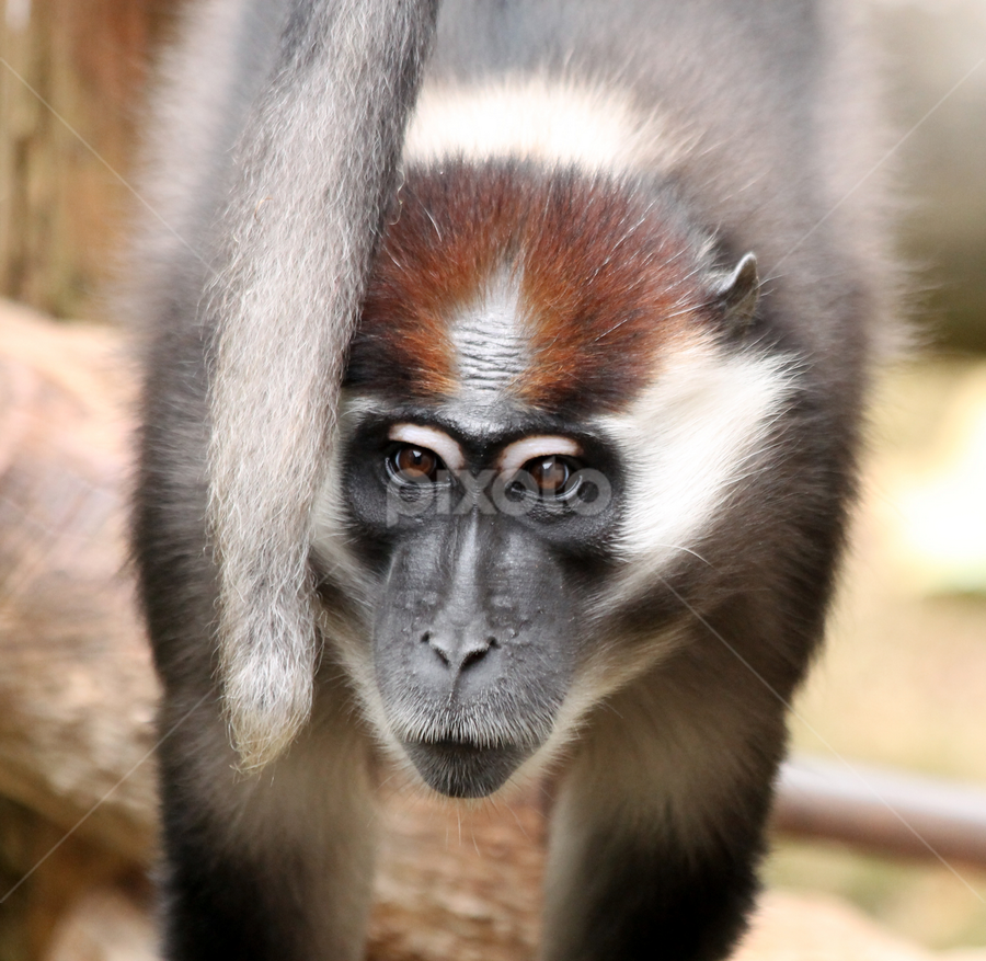 Cherry-Crowned Mangabey by Owen Taylor - Animals Other Mammals