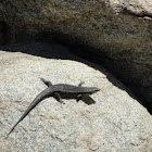 South-western crevice-skink