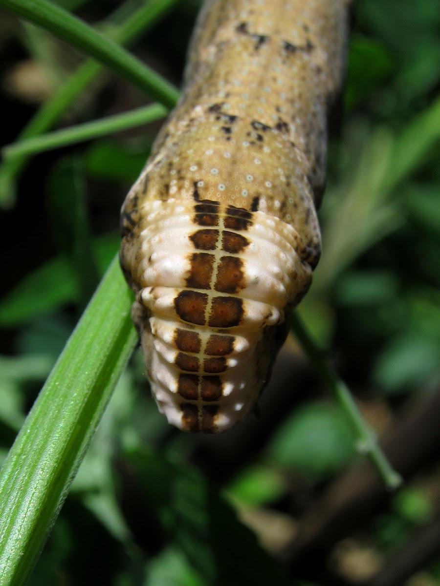 Death's-head Hawk-moth Caterpillar