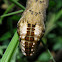 Death's-head Hawk-moth Caterpillar
