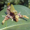 Pycnopalpa katydid nymph