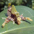 Pycnopalpa katydid nymph
