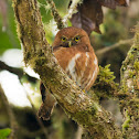 Costa Rican pygmy owl