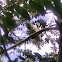 sulphur-crested cockatoo