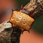 Biscuit Kite Spider