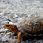 Eastern Box Turtle