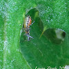 Nymph and Adult of a Banded Assassin Bug