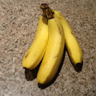 It's common name is  named a banana.