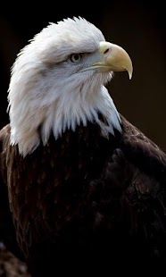 How to get Eagle wallpaper 1.0 mod apk for pc