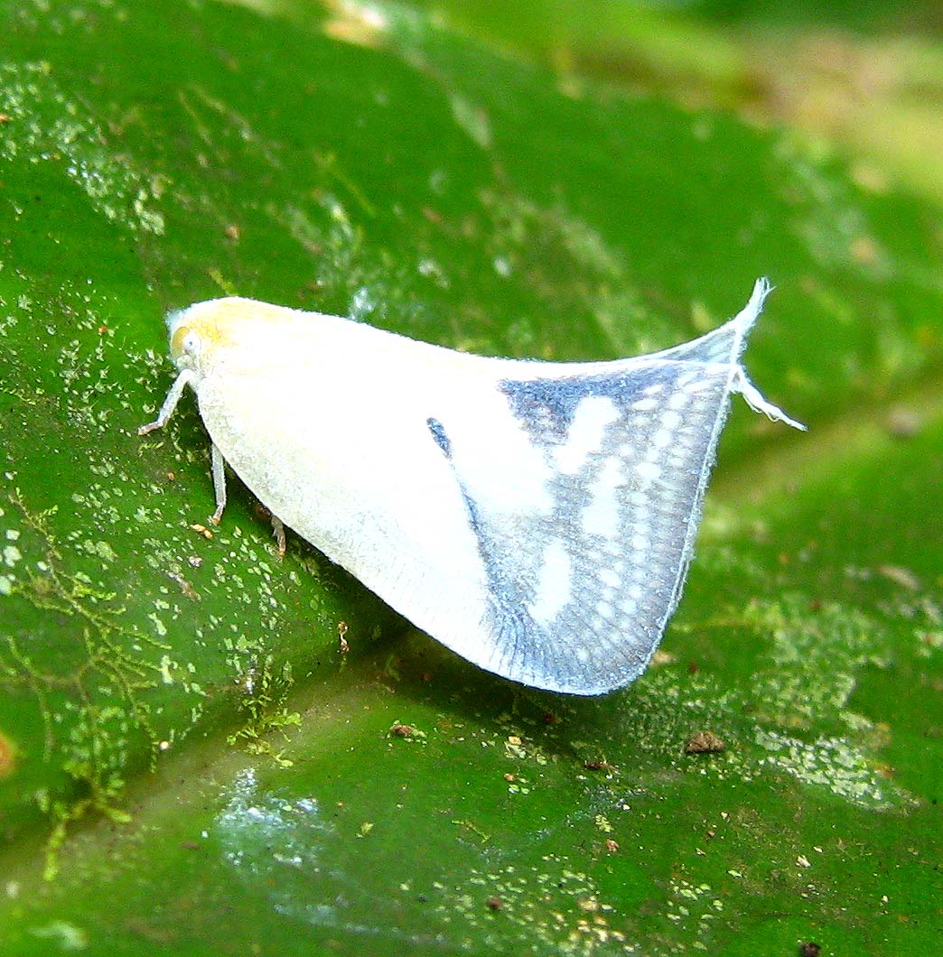 White Flatid Planthopper