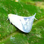 White Flatid Planthopper