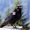 Common Raven