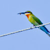 Blue-tailed Bee-Eater