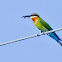 Blue-tailed Bee-Eater