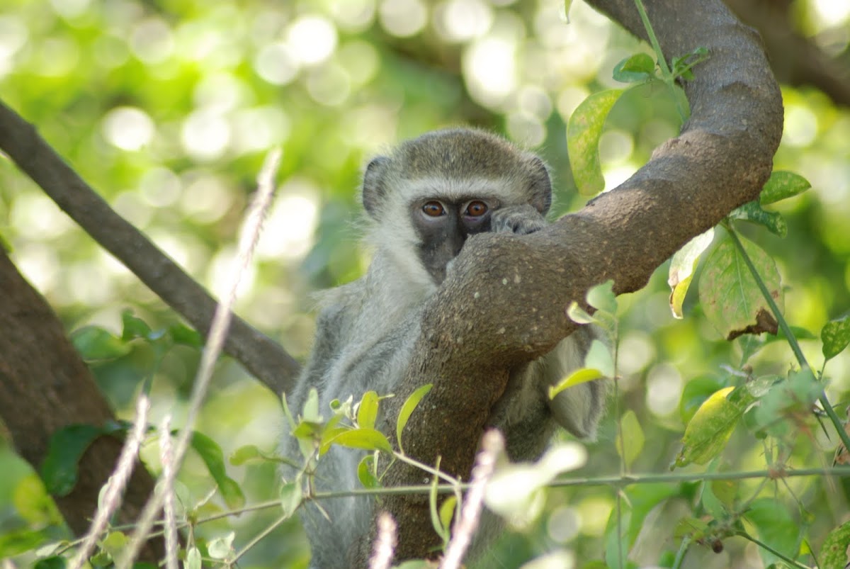 Vervet Monkey