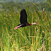 Black-bellied Whistling Duck