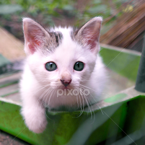 Am I a trash? by Christopher Imperial - Animals - Cats Portraits