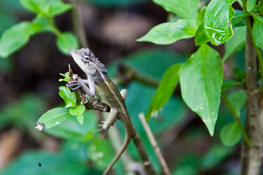 Oriental garden lizard