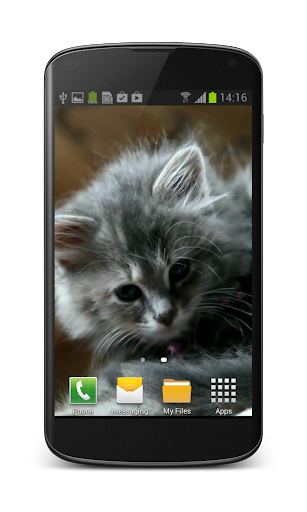 Cute Kitty Video Wallpaper