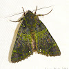 Mossy Moth