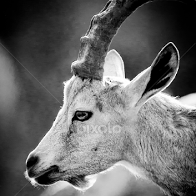 Ibex by Mina Jaguar - Animals Other Mammals