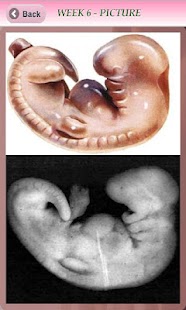 Free Download Pregnancy Info APK for Android