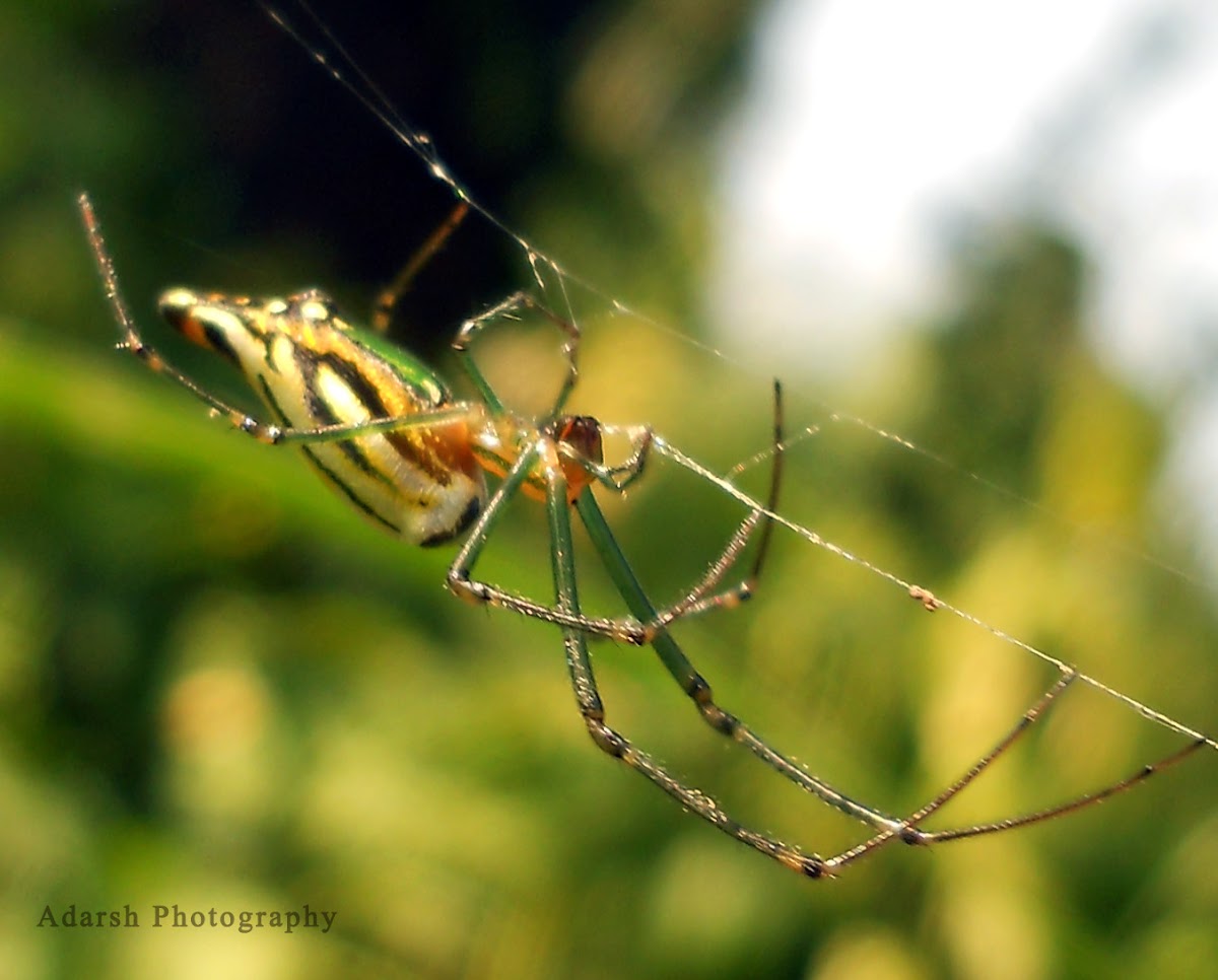 Orchard spider