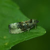 Green Budworm Moth