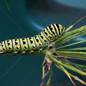 Monarch butterfly catepillar by Dianne Collins - Animals Insects & Spiders