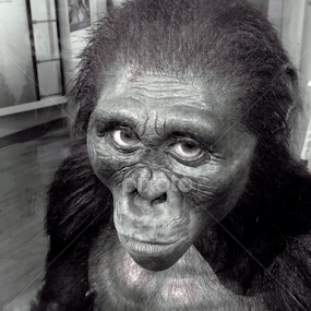 You looking at me? by Bridget Wegrzyn - Animals Other Mammals