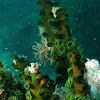 Green tubastrea (black sun coral)