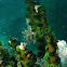 Green tubastrea (black sun coral)