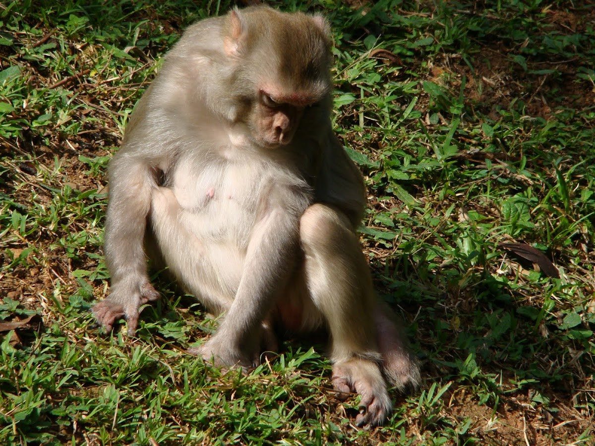 Rhesus macaque 