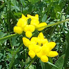 Bird's Foot Trefoil (Wildflower)