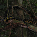Tiger rat snake