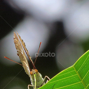 The Butterfly by Protim Banerjee - Animals Insects & Spiders