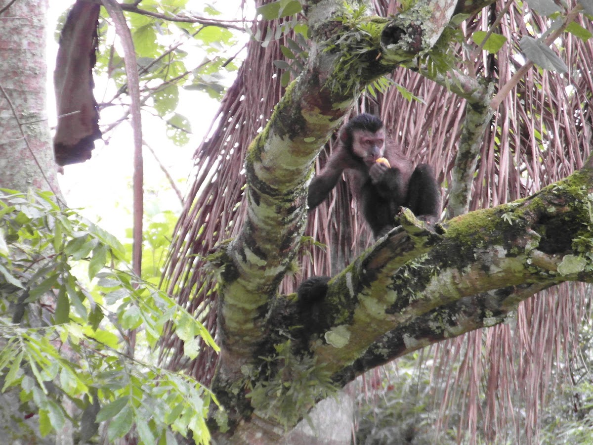 Black Capuchin Monkey