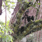 Black Capuchin Monkey