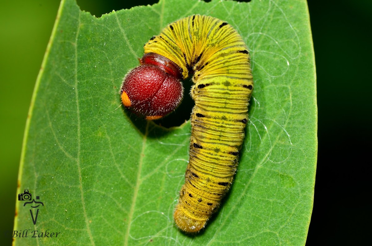 Silver-spotted Skipper Caterpillar
