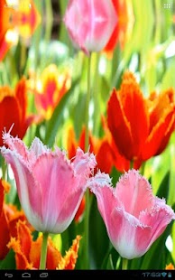 Fascinating Flowering Tulips Screenshots 11